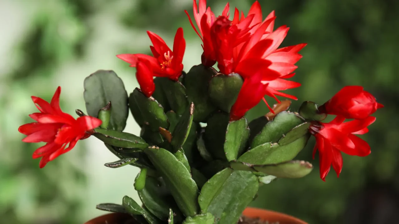 beautiful blooming schlumbergera christmas or thanksgiving cactus in pot against