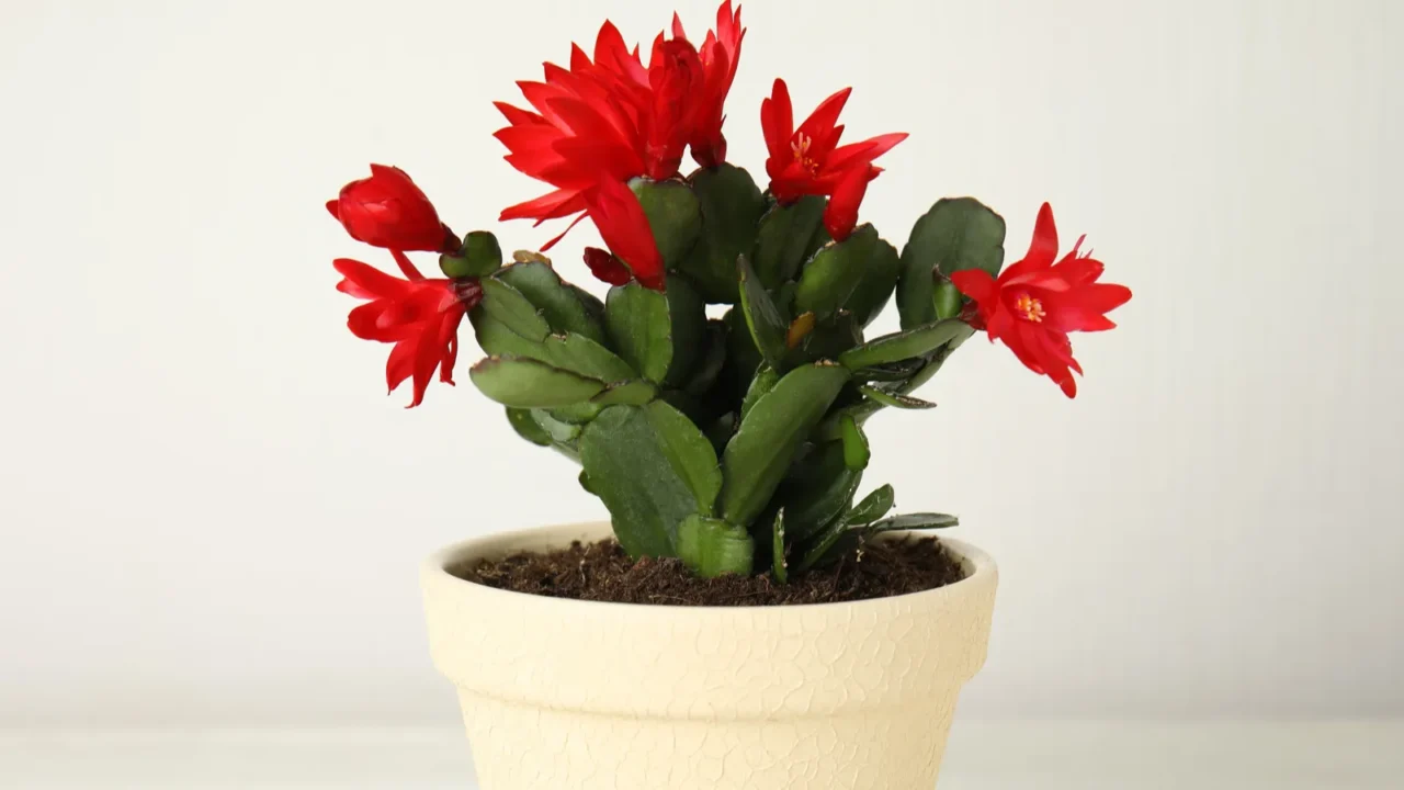 beautiful red schlumbergera christmas or thanksgiving cactus on white wooden