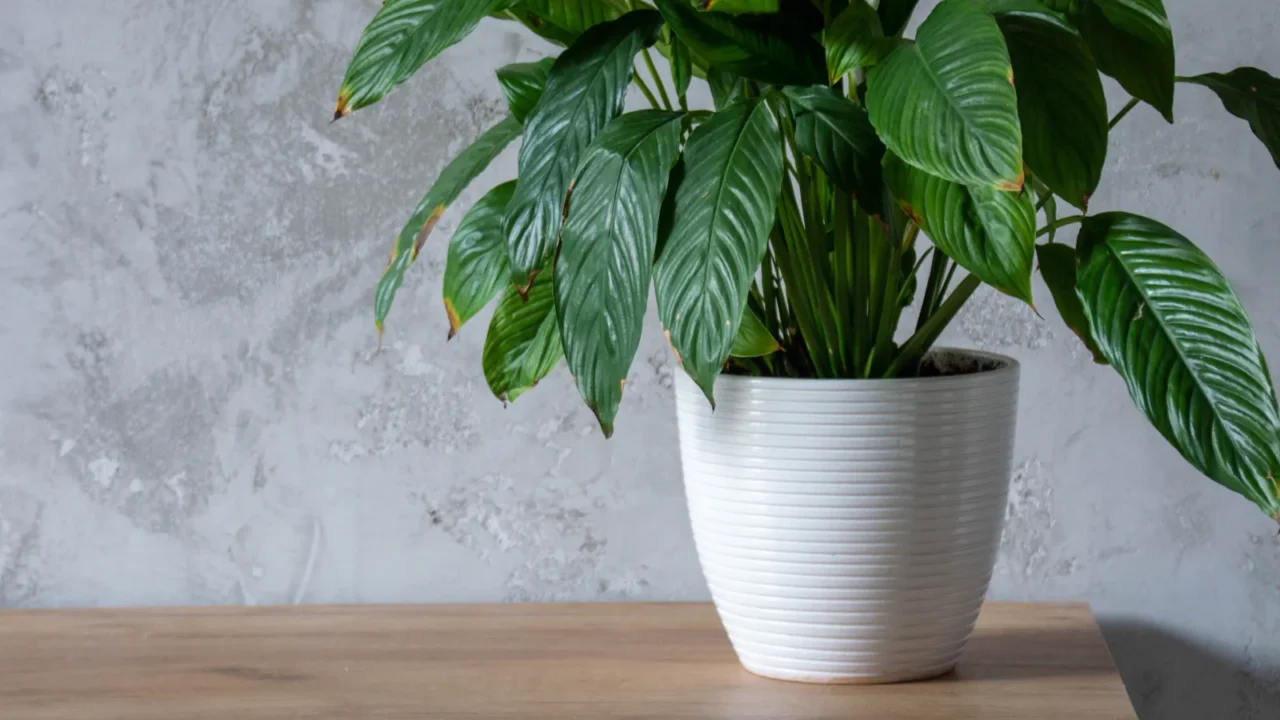 beautiful spathiphyllum in the home interior create a natural ecological