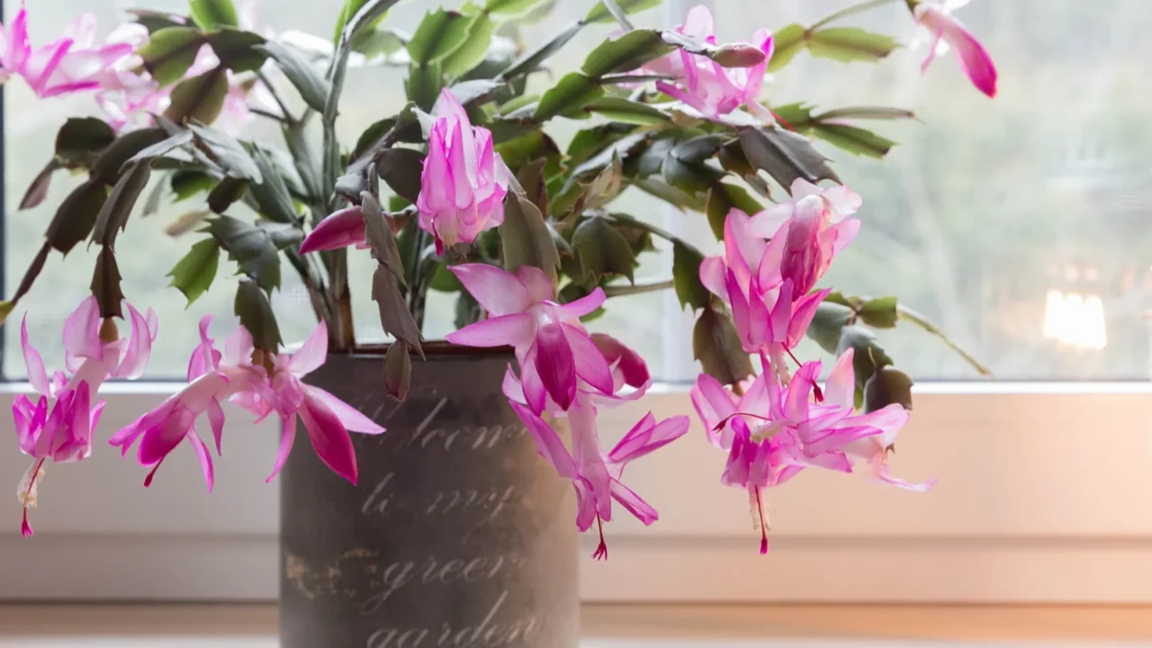 blooming pink christmas schlumbergera cactus in a pot on the