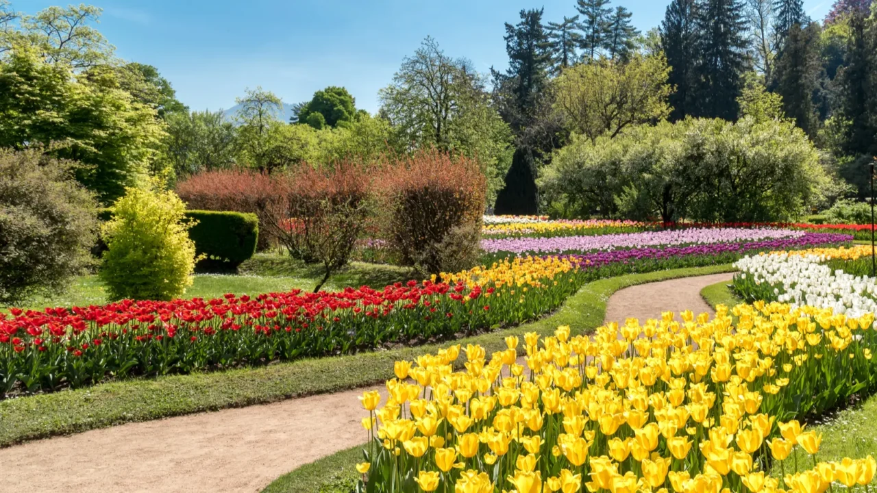 Botanical gardens of villa taranto with colorful tulips in bloom.