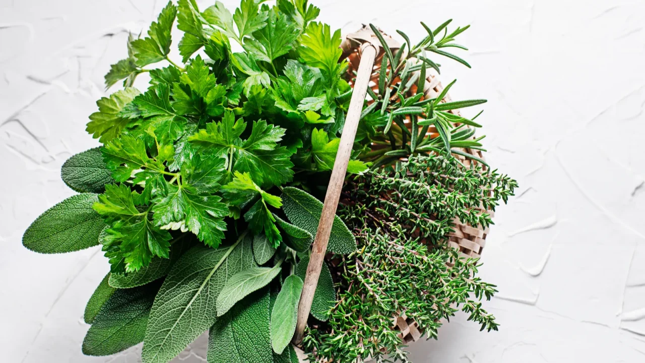 bouquets of fresh garden culinary plants of rosemary thyme parsley