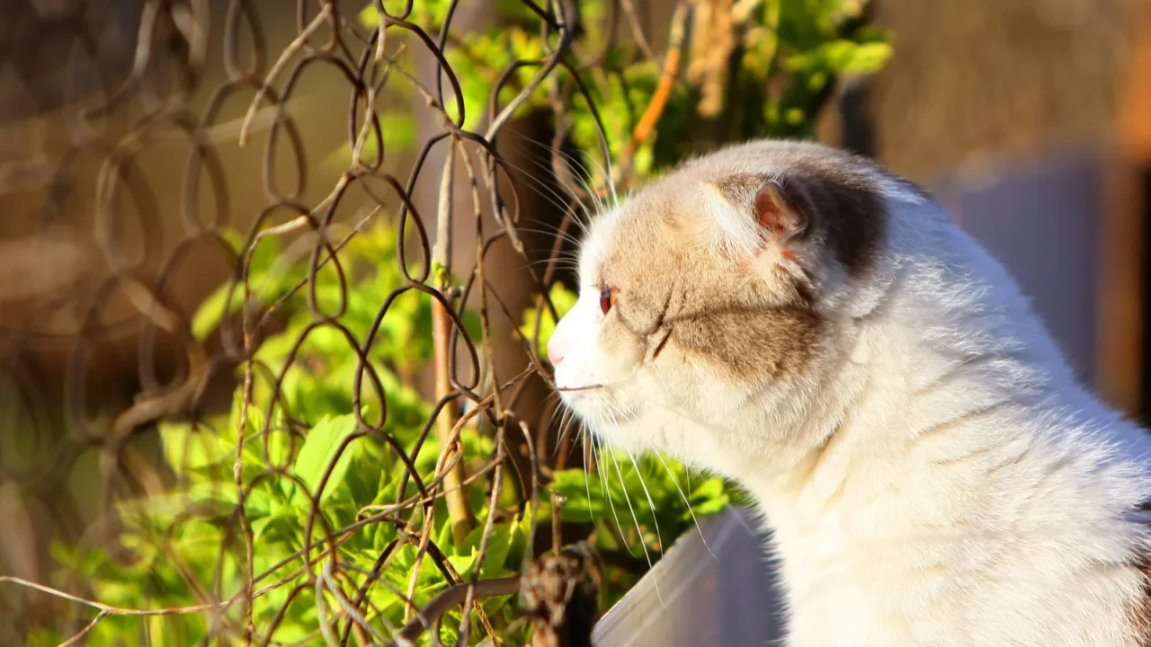 cat sitting by a fence from the grid