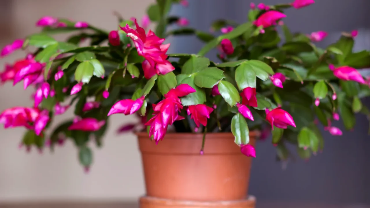 Christmas cactus flower in a pot