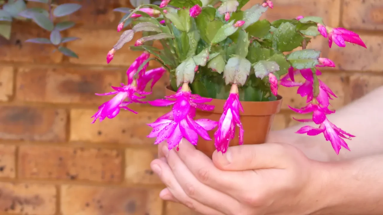 christmas cactus  shlumbergera in hands of man