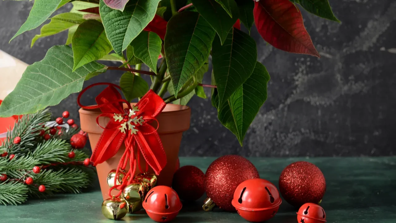 christmas plant poinsettia and decor on table