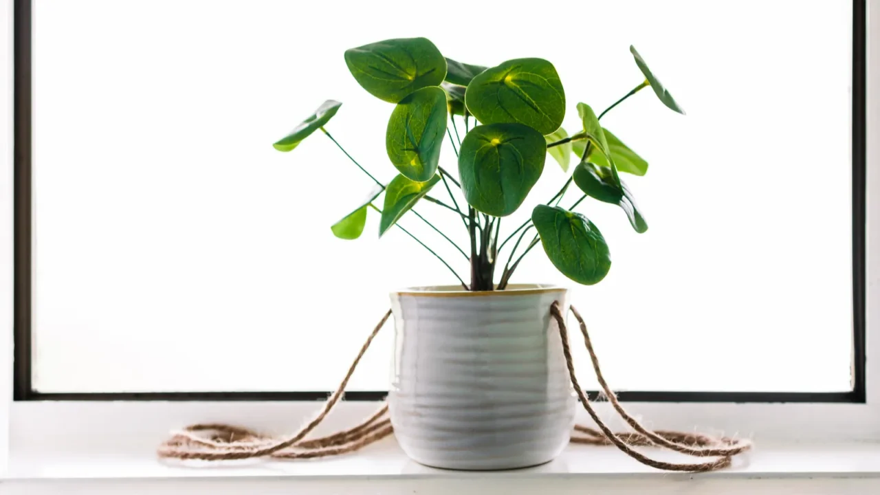 Closeup of Chinese money plant in pot indoor infront of a window.