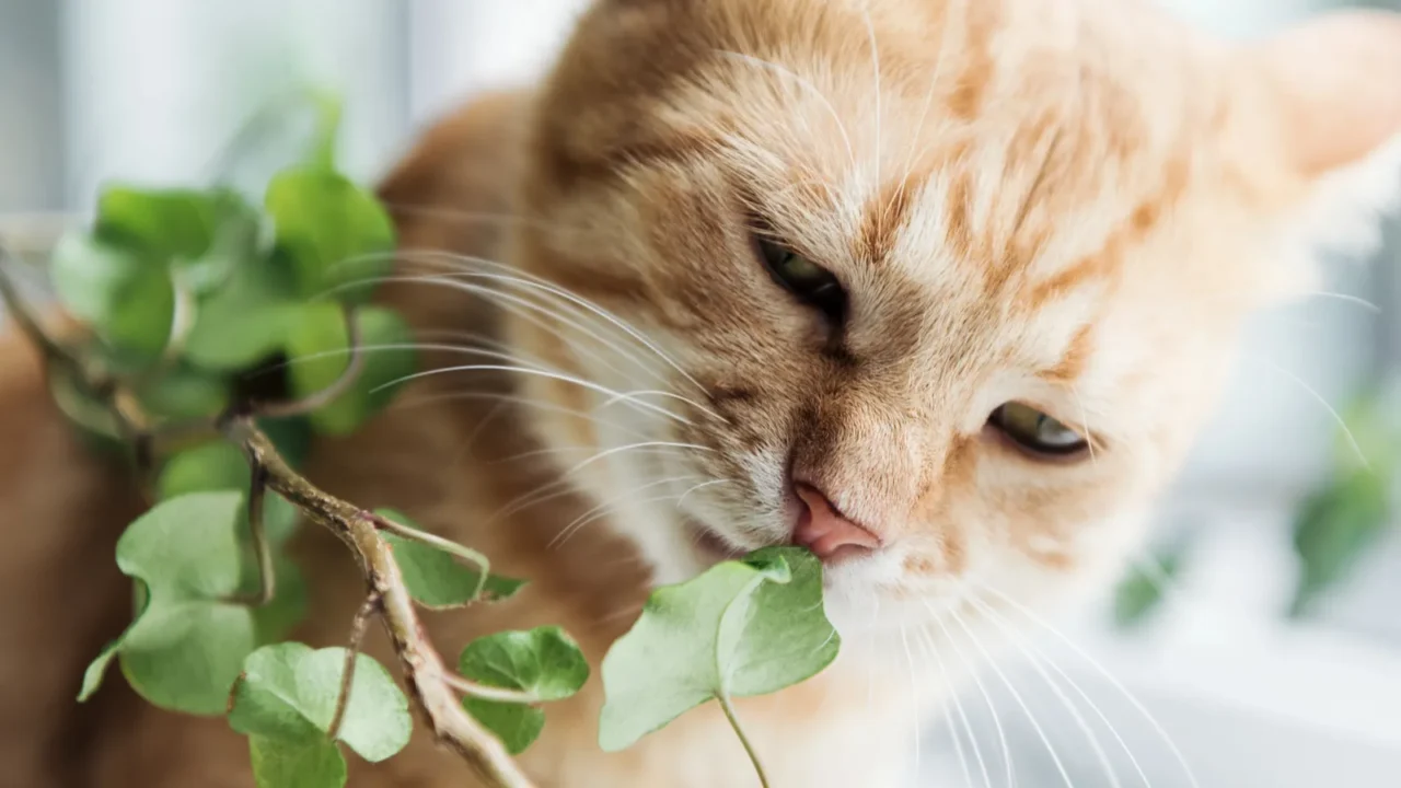 closeup view of cute red cat eating green houseplant