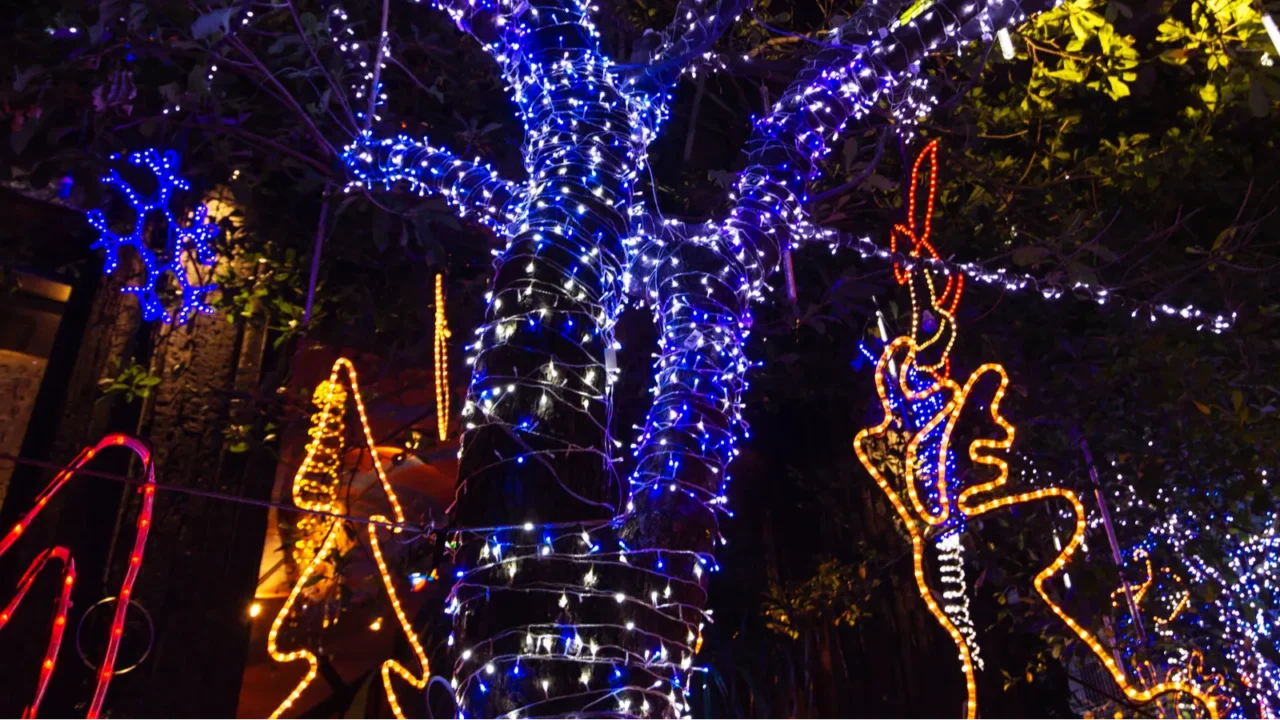 decorative outdoor string lights hanging on tree in the garden