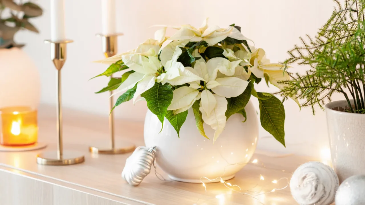 festive cozy interior arrangement, winter christmas concept, white poinsettia flower, lights