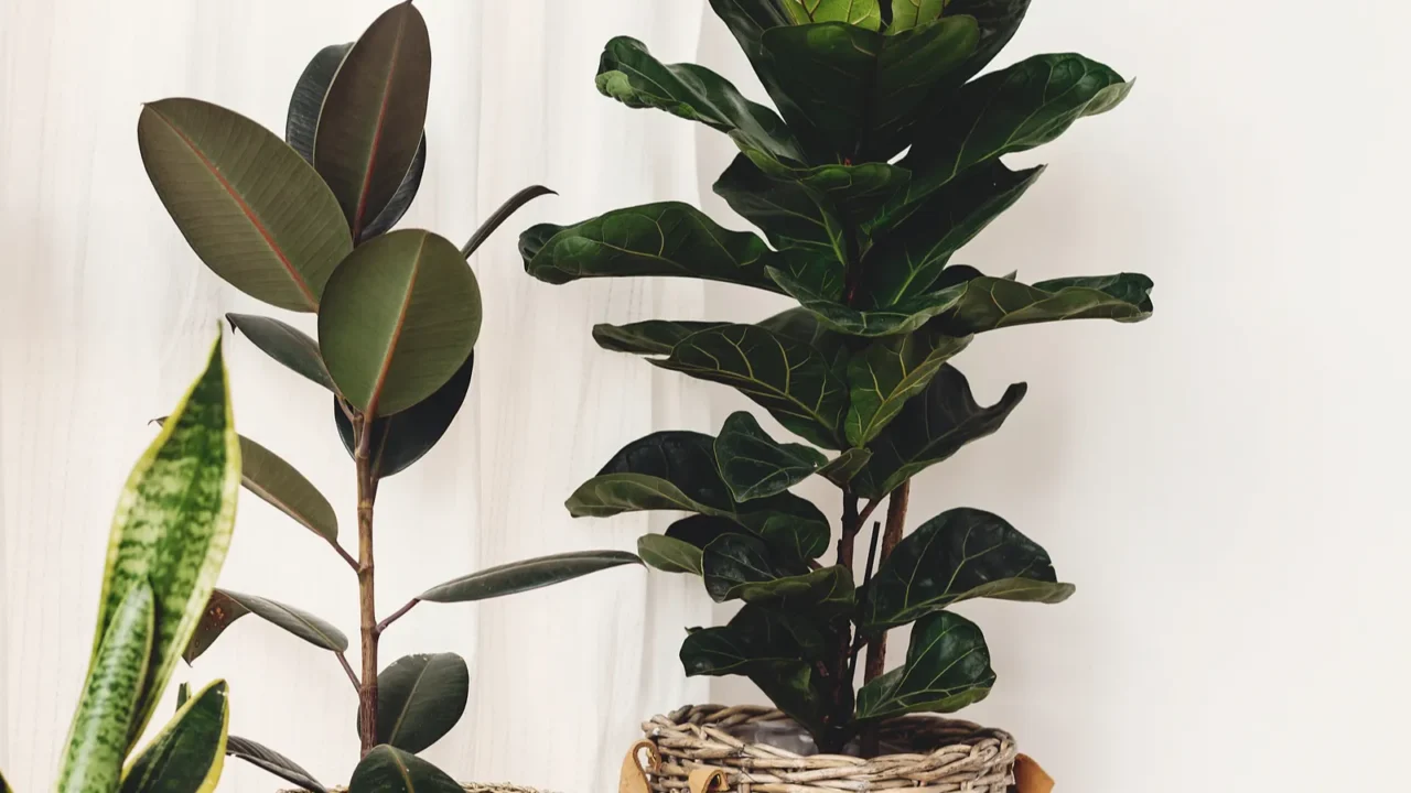 ficus  fiddle leaf fig tree snake sansevieria plants in