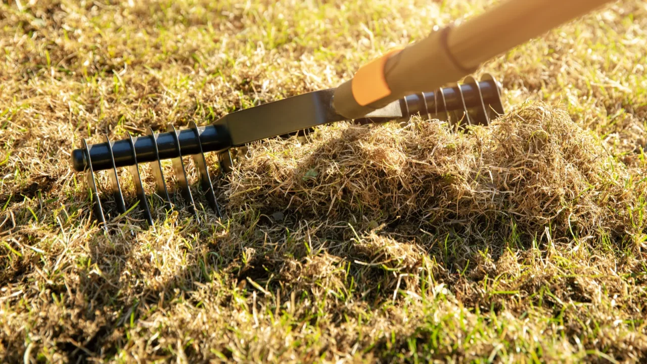 Garden lawn aeration with scarifier rake.