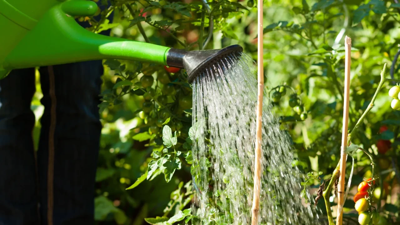 Gardening in summer. Woman watering plants.