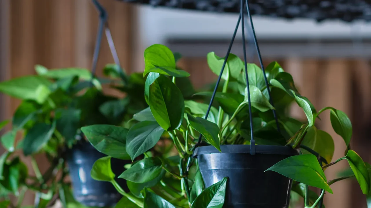 golden pothos devils ivy epipremnum aureum plant hanged on chandelier