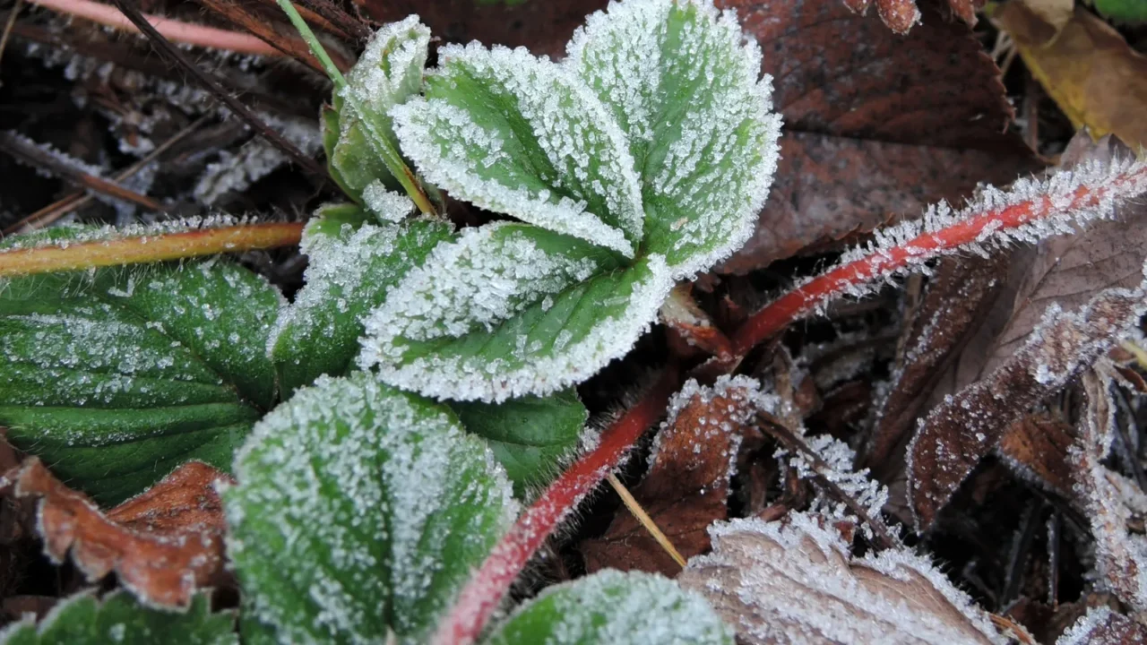 Green strawberry leaves covered with ice crystals frost.