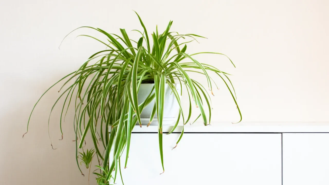 houseplant chlorophytum comosum in front of a light wall in