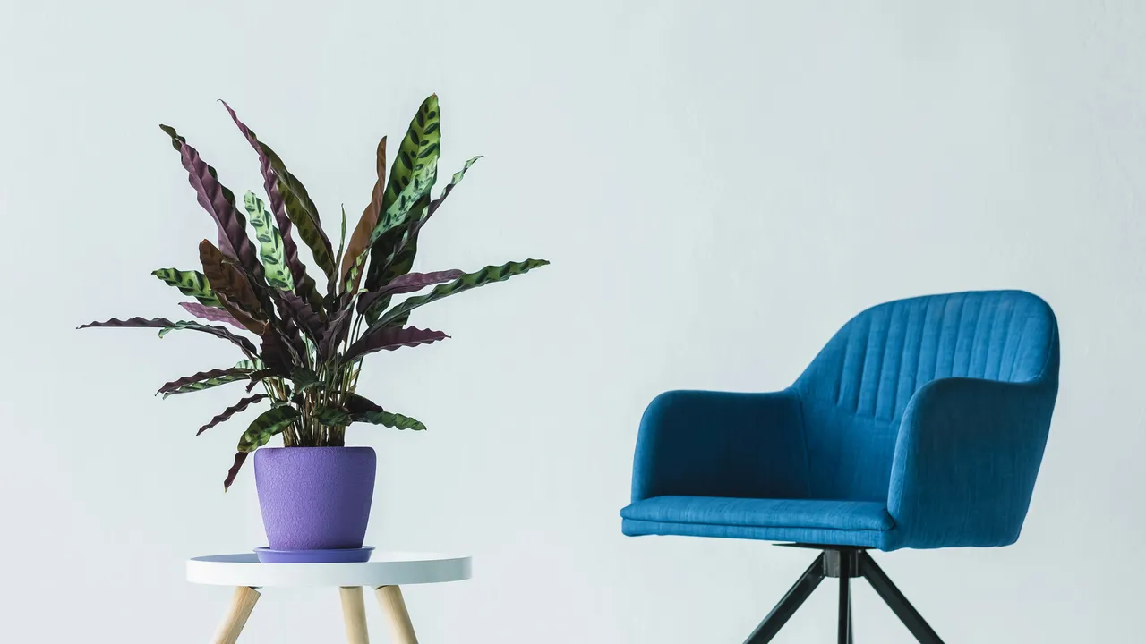 Interior of living room in minimalistic design with blue armchair and a small table with a plant on it.