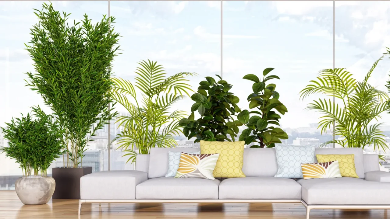 Large luxury modern bright interiors living room with large plants, sofa, and big windows.