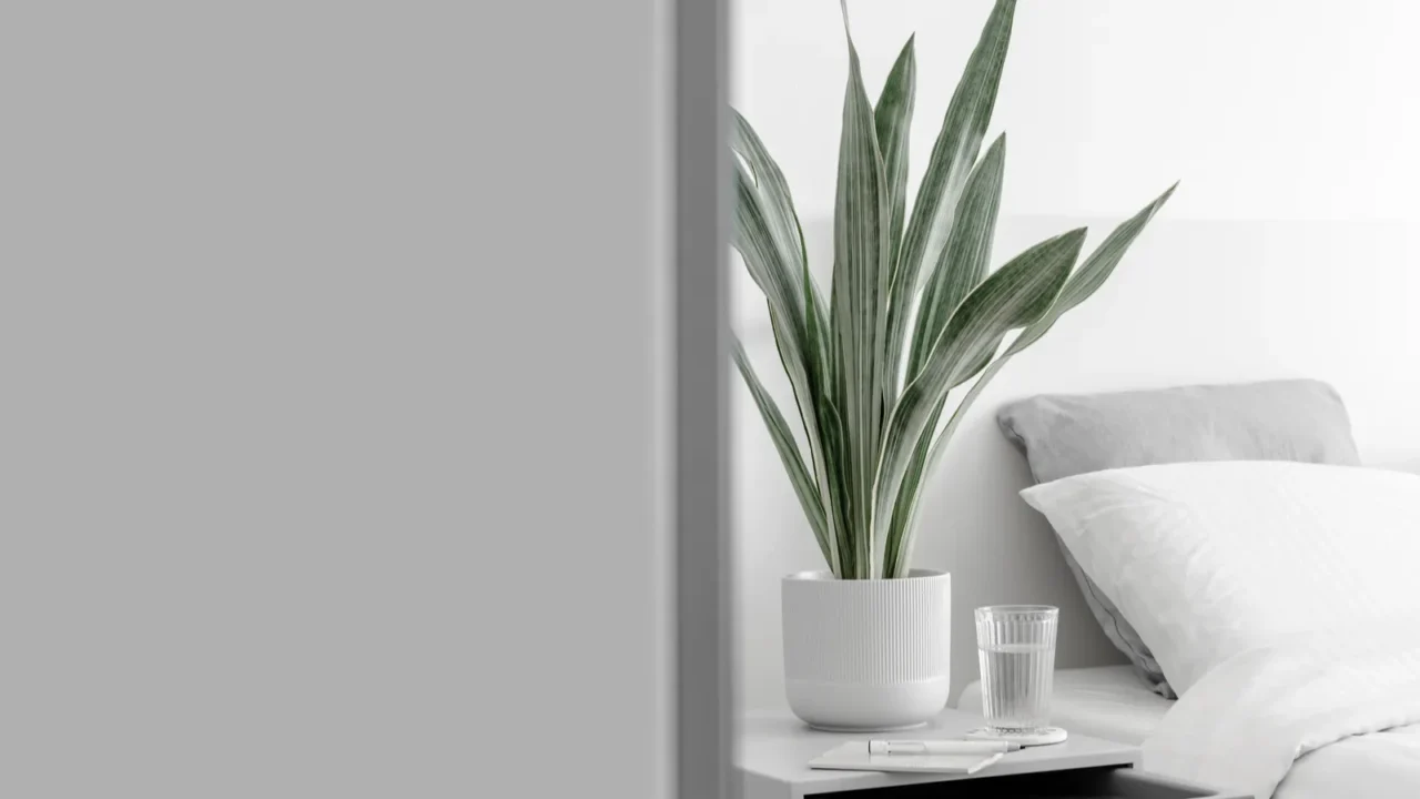 Snake plant on a side table in a bedroom. Modern houseplants.