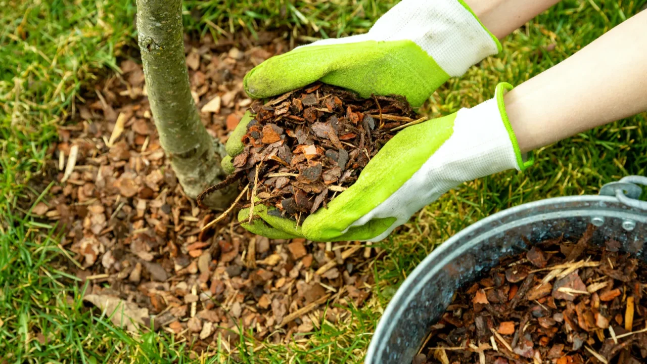 Mulching around a tree with pine bark mulch.