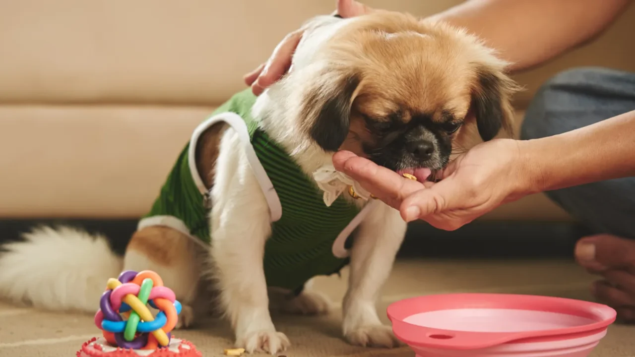 owner feeding his little dog at home