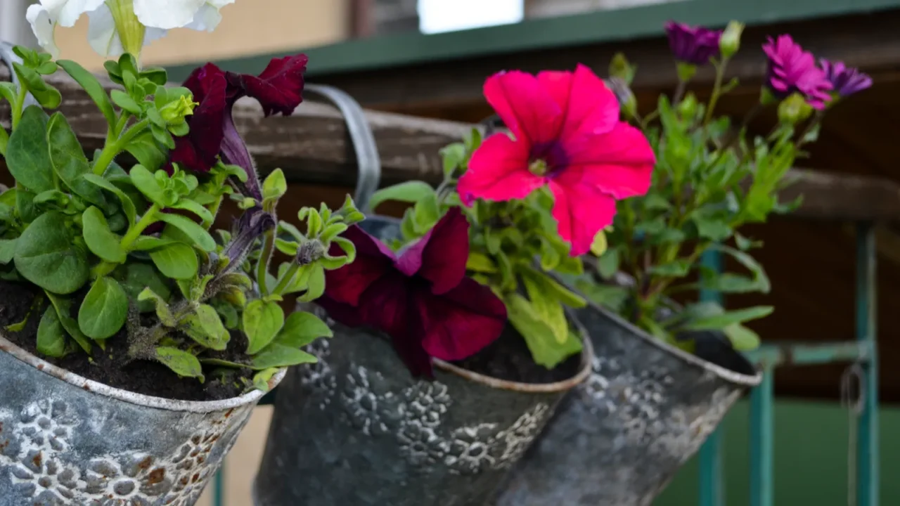 Petunias with beautiful purple blue white flowers in pots. Trail planters.