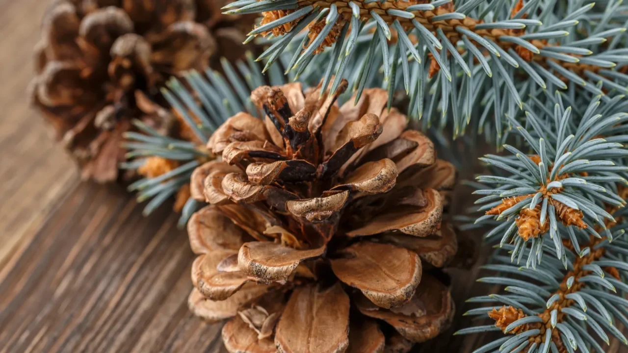 Pine cone and green branch on wooden table Christmas card.