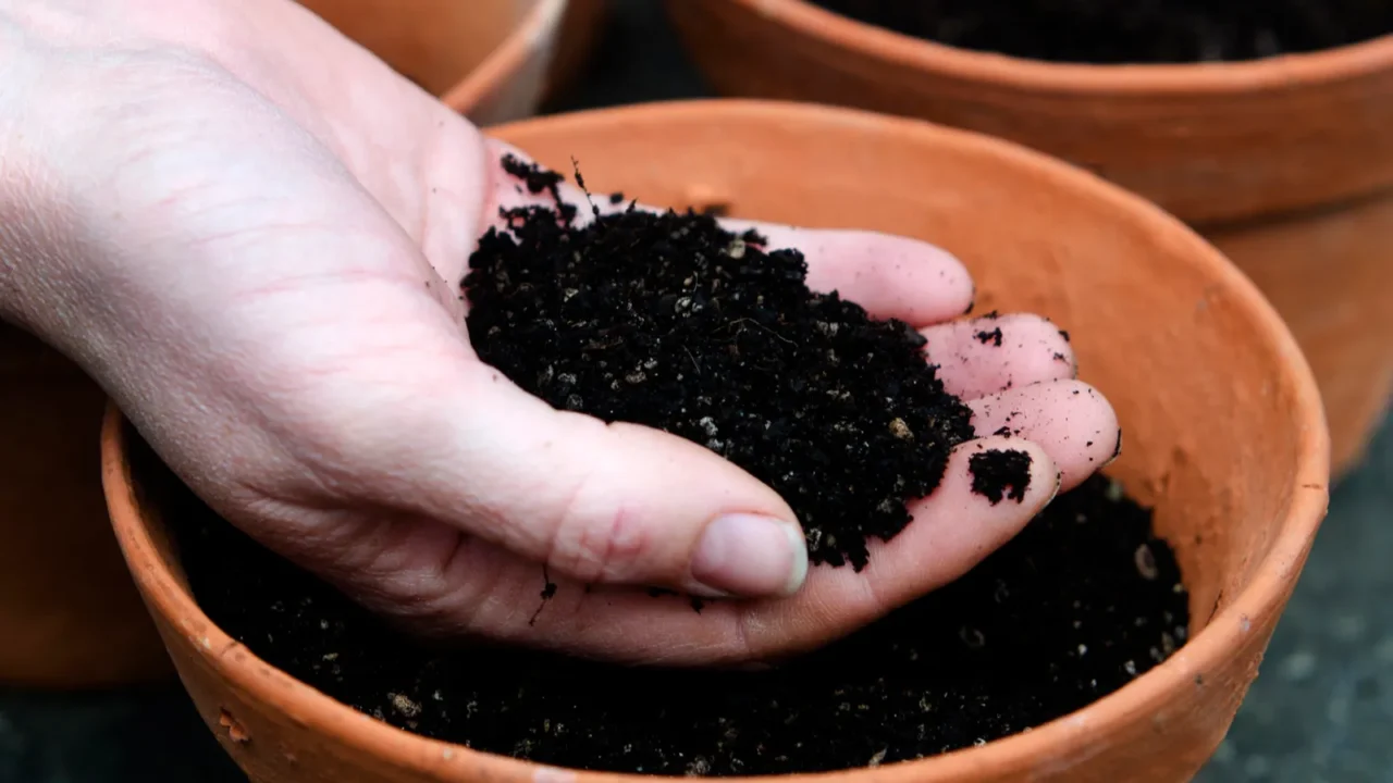 planting new plants