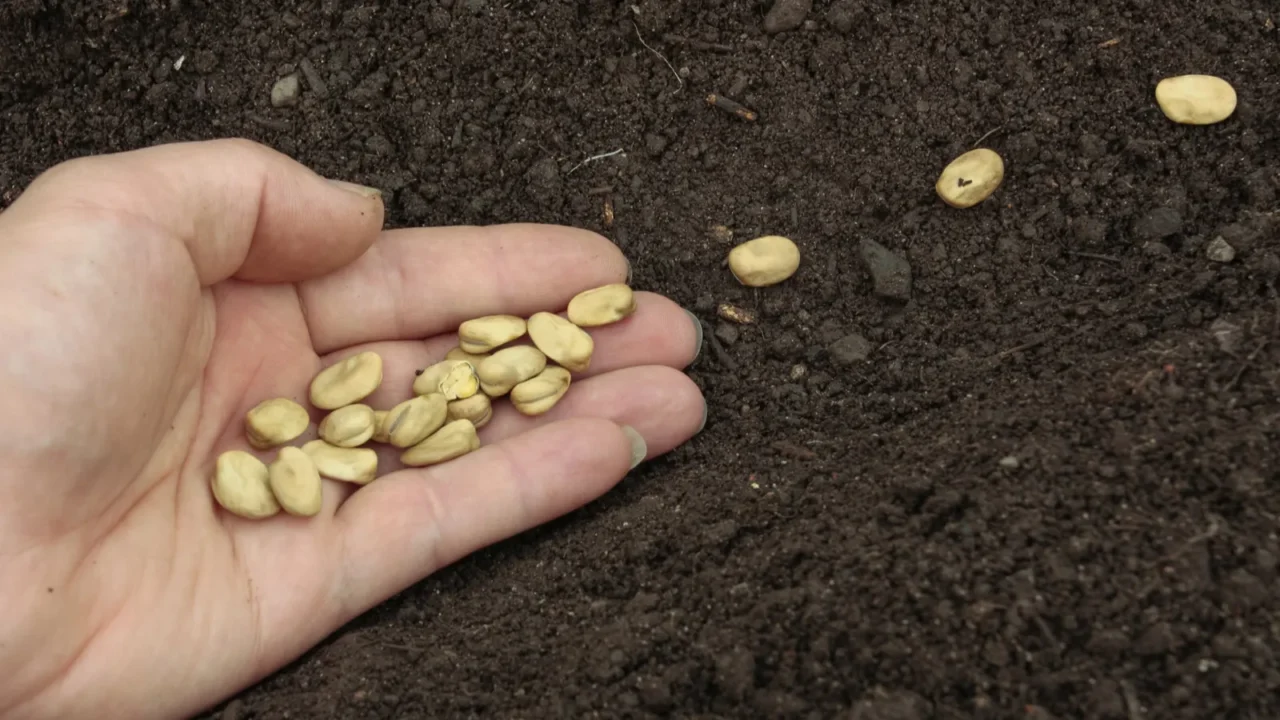 planting seeds in soil