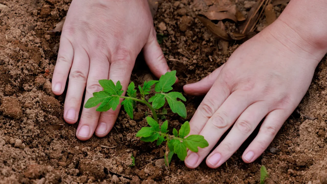 planting young tomato seedlings in the ground