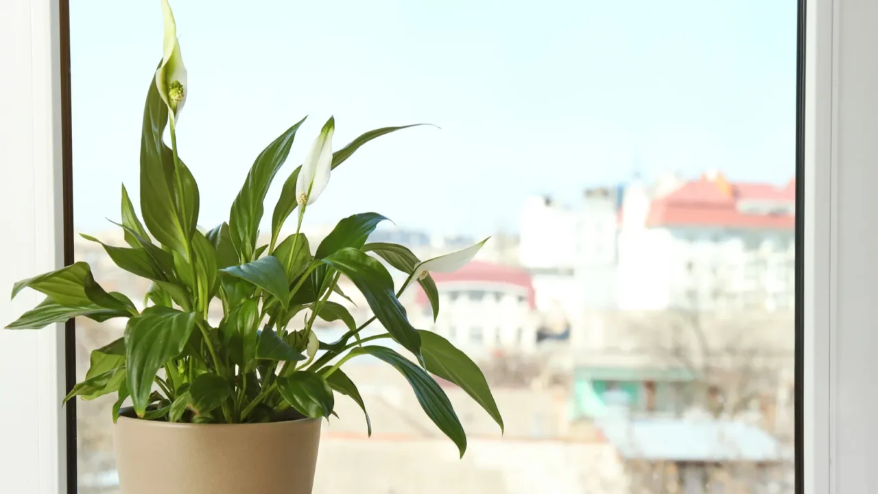 Pot with peace lily on windowsill space.