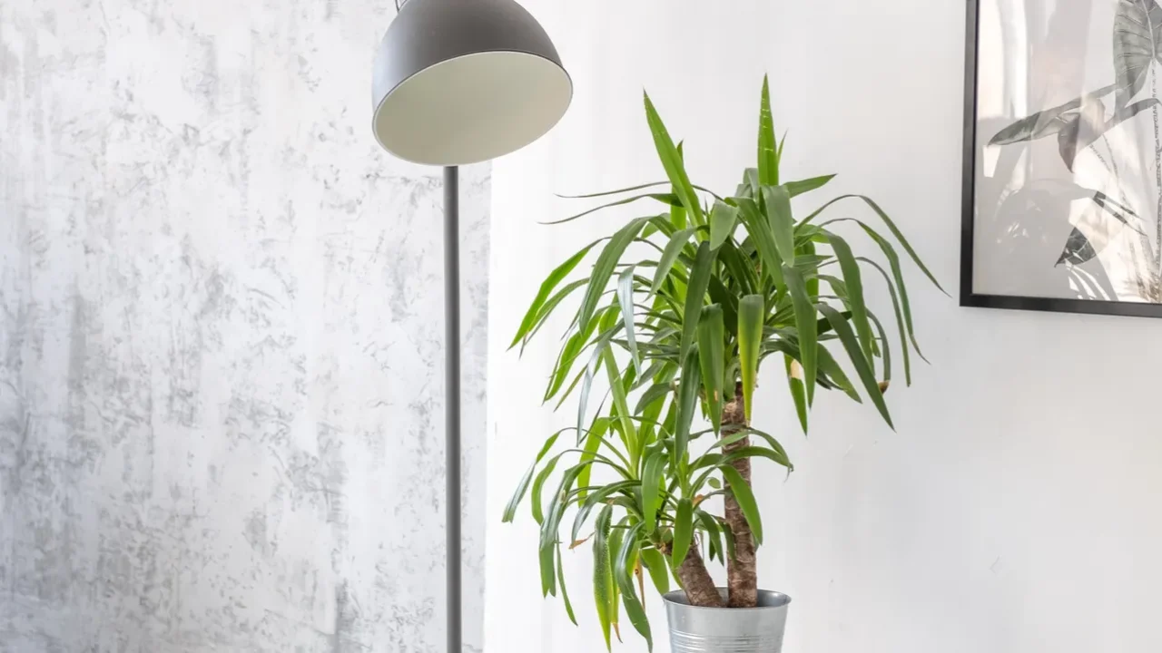 Potted palm plant on a wooden rack with a lamp and frame.