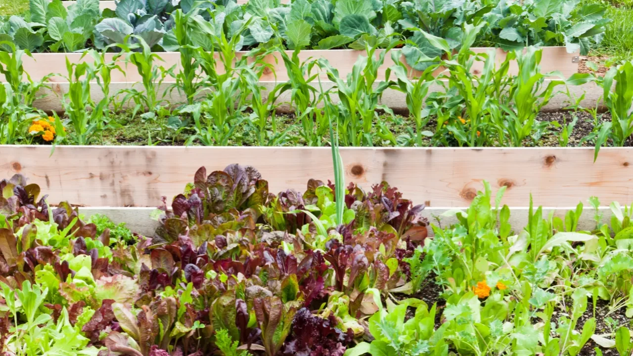 Raised vegetable gardens.