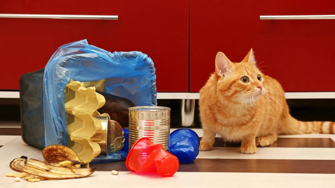 red cat near full inverted garbage basket on kitchen floor