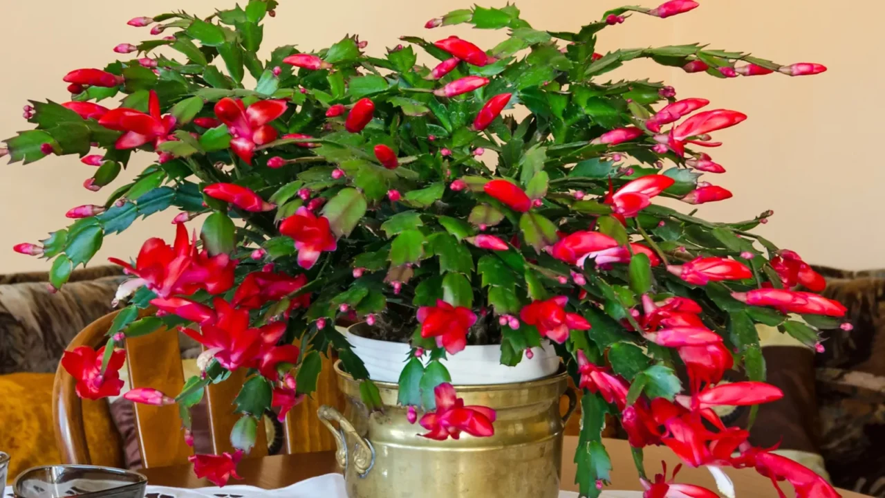 schlumbergera flower on the table