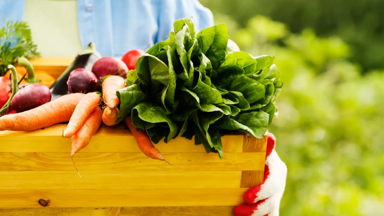 senior woman holding box with vegetables