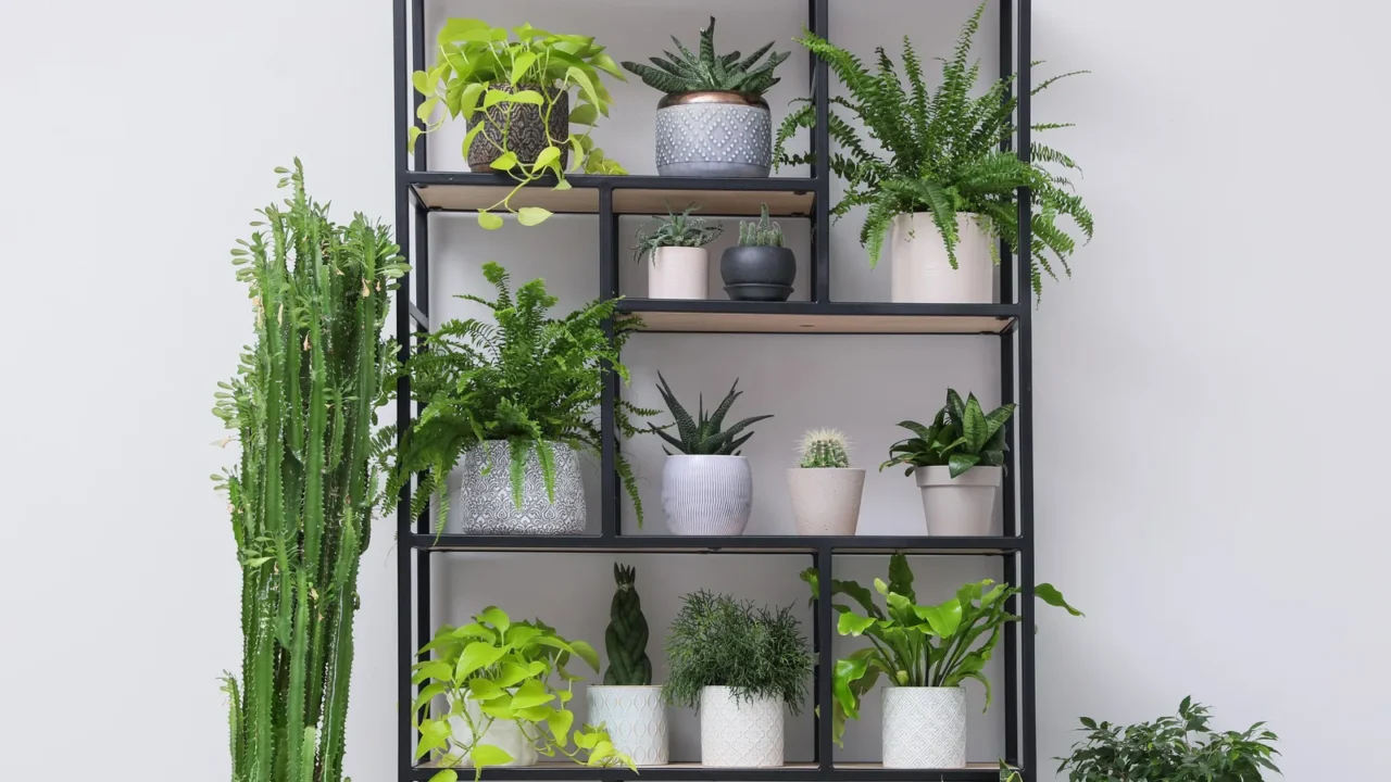 shelving unit with many beautiful houseplants near white wall indoors