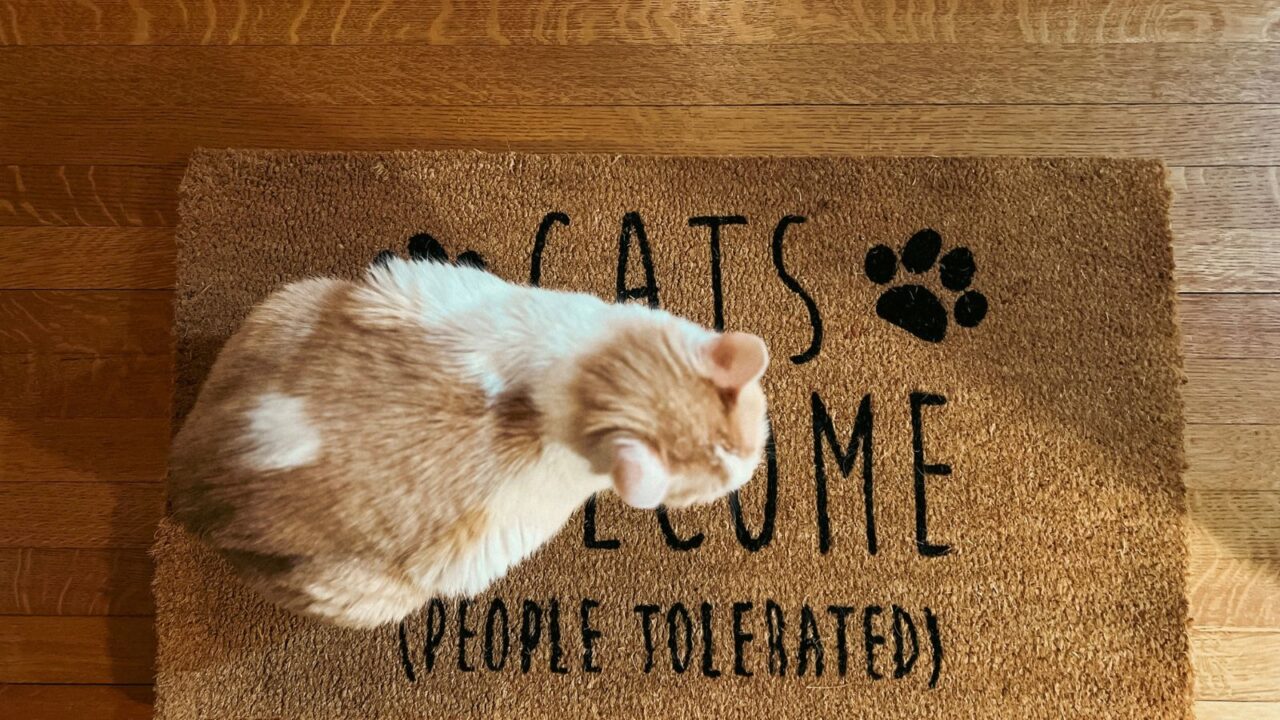 A buff and white kitty cat sits on a doormat. The phrase reads, “Cats Welcome. People Tolerated.” The words on the doormat are partially covered by the cat.