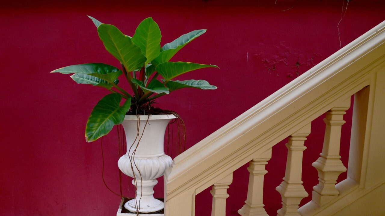 Beautiful Philodendron sp. ‘Ruaysap’ is ornamental plant in pots on white cement pillars located near soft yellow colored cement staircase of the building at Thailand.