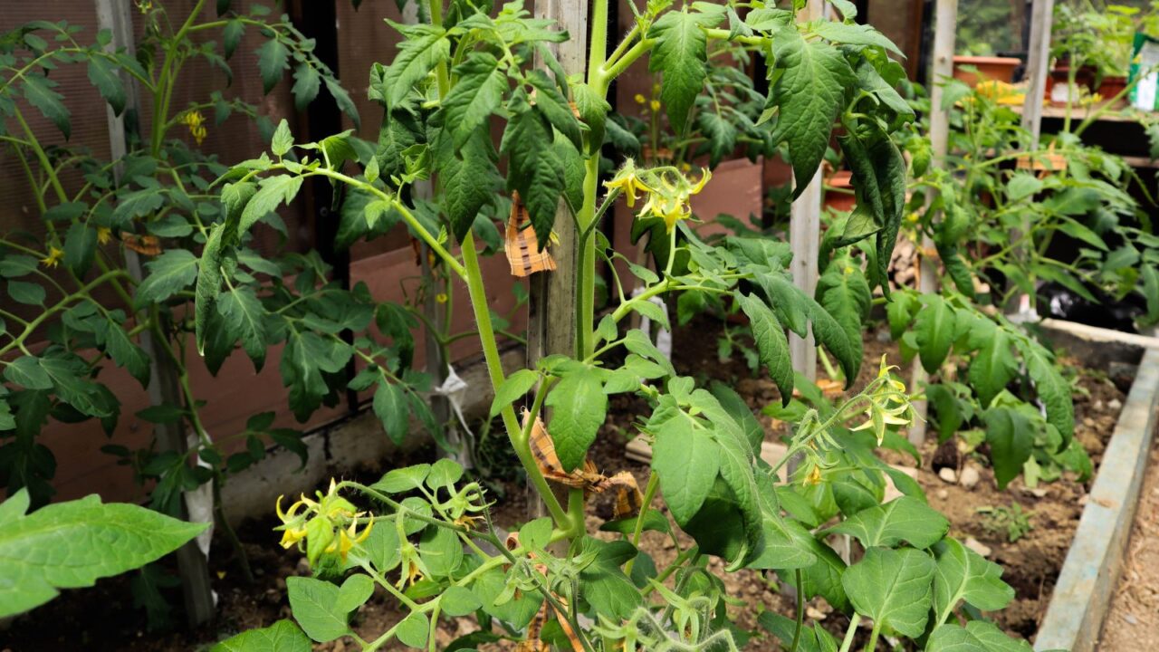 Tomatoes in a greenhouse. Home garden.