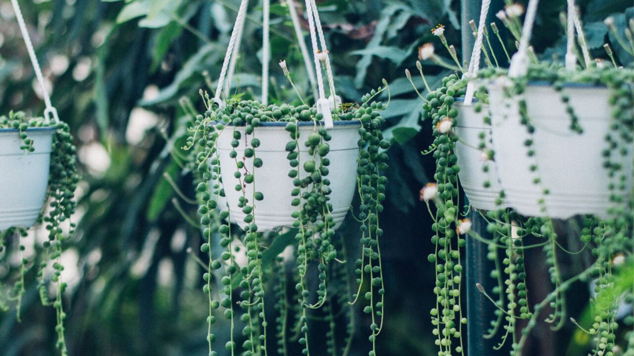 String of pearls succulent plant hanging in a greenhouse, symbolizing calm and serenity.