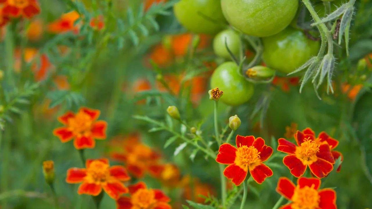 Tomato plants with green fruit and marigolds companion.