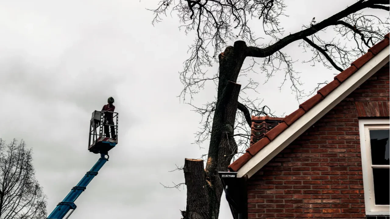 tree surgeon in crane