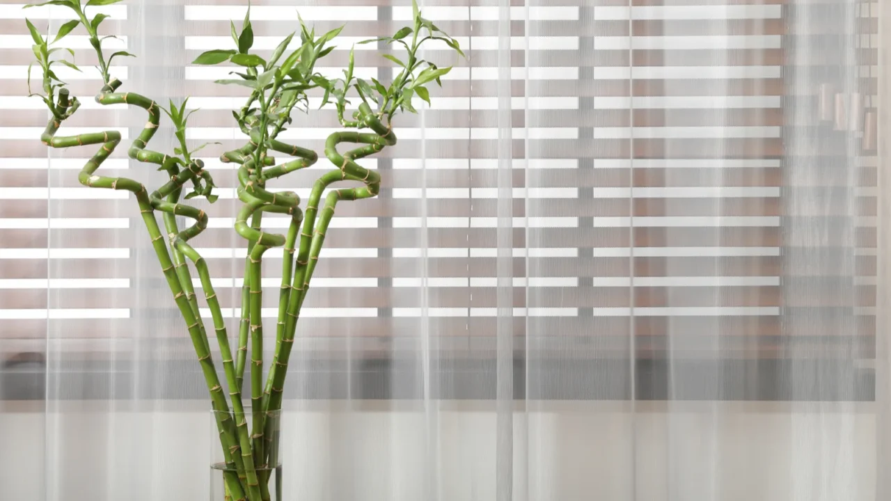 vase with bamboo stems on wooden table indoors space for