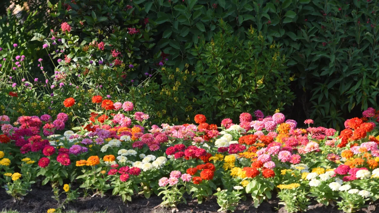 View of colorful flowers in the garden.