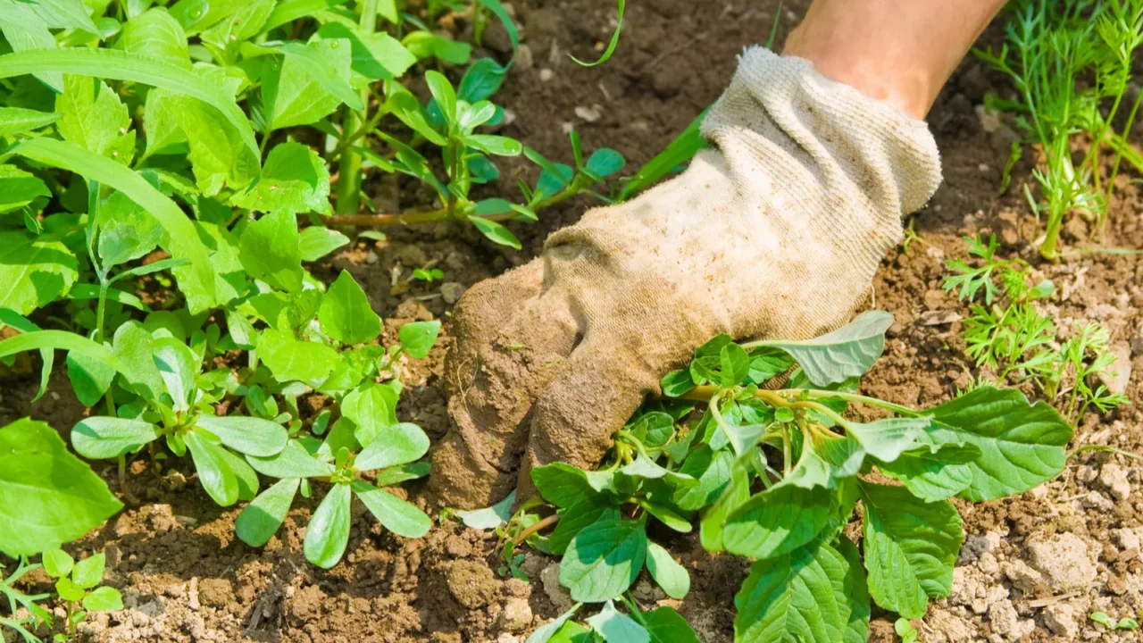 Weeding garden.