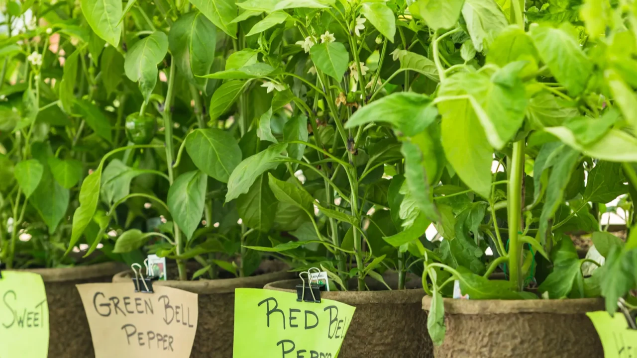 Plants in farmers market with labeling.