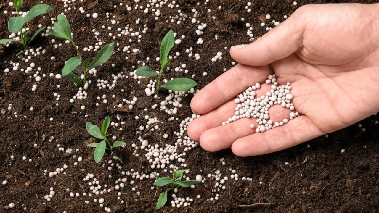 woman fertilizing plant in soil closeup gardening season