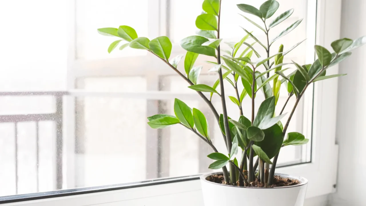 Zamioculcas zamiifolia or ZZ plant in white flower pot stand in front of a window or door.