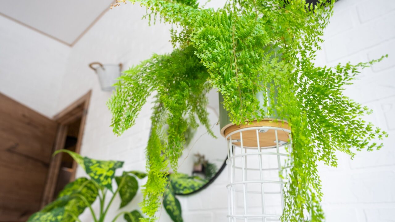 Fluffy fern in a white loft-style interior. Nephrolepis Marisa is a varietal ornamental fern